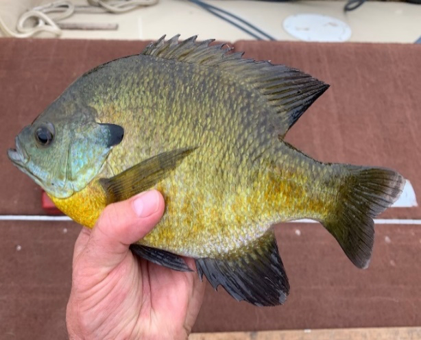 How to Find and Catch More Big Bluegills Throughout the Year with